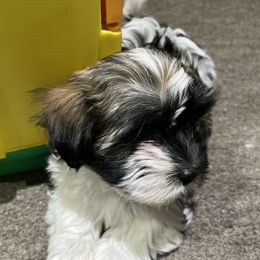 Cotons de Tulear and Havanese from New Canyon Havanese & Coton Puppies
