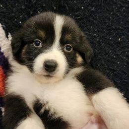T-Bone - Black Australian Shepherd puppy in Walhalla, South Carolina from Hickory Woods Aussies