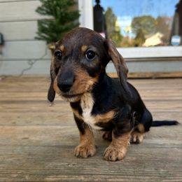 Harry (Pin wire) - Wild  boar and tan male Dachshund puppy in Mc Donough, Georgia from L & J Kennel