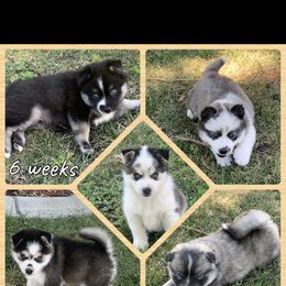 Pomsky Puppies from Miles of Smiles Pomskies