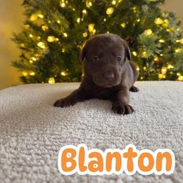 Blanton - Chocolate male Labrador Retriever puppy in Lucasville, Ohio from Backwoods Labradors