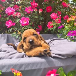 Male 2 - Mahogany and white male Basset Hound puppy in Robbins, Tennessee from Orange Mountain Basset Hounds