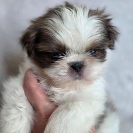 Mater - Blue and white male Shih Tzu puppy in Jenks, Oklahoma from Noble Shih Tzu