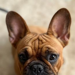 French Bulldogs from Republic of Frenchies