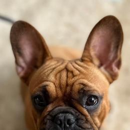 French Bulldogs from Republic of Frenchies