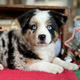 Miniature Australian Shepherd and Toy Australian Shepherd Puppies from Son Shine Farm