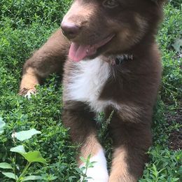 Australian Shepherds and Dachshunds from Fair Wether Farm