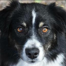 Miniature Australian Shepherd All Grown Up from Shady D Aussies