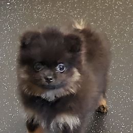 Pomeranian Puppies from Kegler Pomeranians