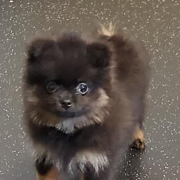 Pomeranian Puppies from Kegler Pomeranians