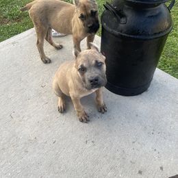Cane Corso Puppies from Bayou Cane Corso
