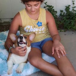 Pembroke Welsh Corgi Puppies from Dream Catcher Corgis