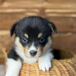Finn - Black and tan male Pembroke Welsh Corgi puppy in Stillwater, Oklahoma from Steele Family Farms
