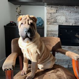 Chinese Shar-Pei Puppies from Shine Shar-Pei