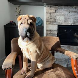 Chinese Shar-Pei Puppies from Shine Shar-Pei