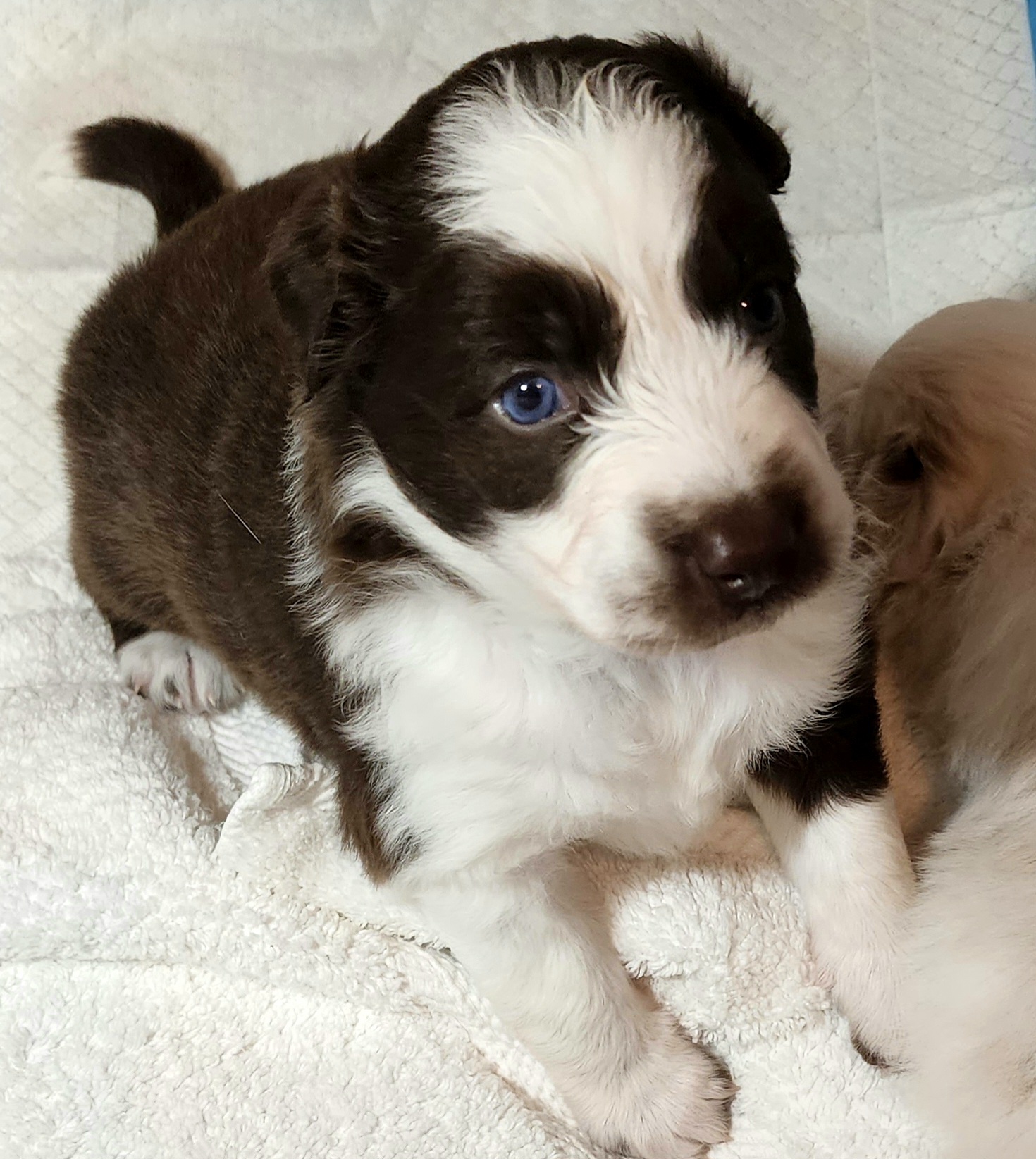 Miniature Australian Shepherds from Keyzee Aussies