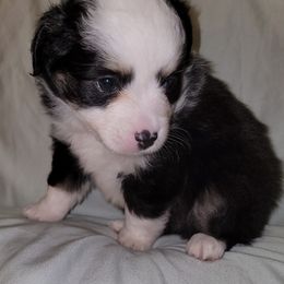 Miniature Australian Shepherd Puppies from Double D's Doggie Domaine