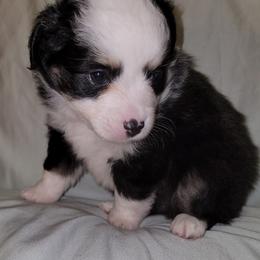 Miniature Australian Shepherd Puppies from Double D's Doggie Domaine