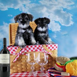 Miniature Schnauzer Puppies from King’s Miniature Schnauzers