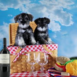 Miniature Schnauzer Puppies from King’s Miniature Schnauzers