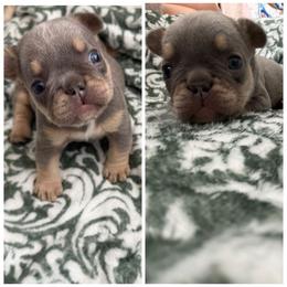 Mufasa - Tricolors male French Bulldog puppy in Asheville, North Carolina from MTO KENNELS