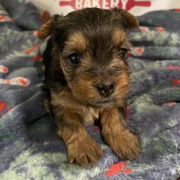 Yorkshire Terrier Puppies from Sweet Pea's Yorkies