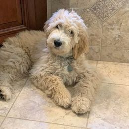 Assorted Doodle Crosses and Goldendoodle Puppies from Wake Forest Darling Doodles