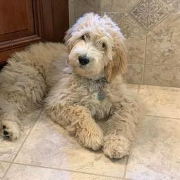 Assorted Doodle Crosses and Goldendoodle Puppies from Wake Forest Darling Doodles