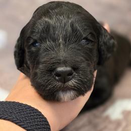 Rocky - Black male Bernedoodle puppy in Shelton, Washington from NW Bernedoodles of Washington