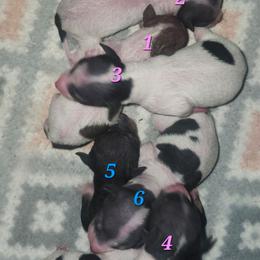 Hearts Caramel Dawn Serenade - Cara - White and chocolate female American Hairless Terrier puppy in Lebanon, Missouri from Hearts Companions