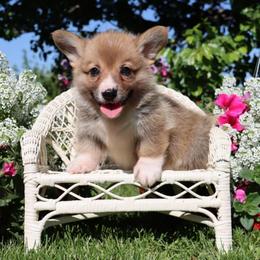 Otto - Red male Pembroke Welsh Corgi puppy in Pollock, Missouri from Northstar