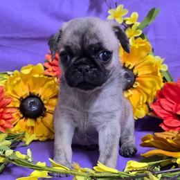 Light brindle boy (green toe) - Brindle male Pug puppy in Tulsa, Oklahoma from Locust Creek Pugs & Japanese Chin's