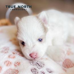 Arlo - White male Pomsky puppy in Olathe, Kansas from True North Pomskies