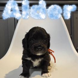 Alder - Black and white male Saint Berdoodle puppy in Garland, Texas from Brewer's Doodles and French Bulldogs