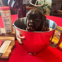 Black Collar - Brown male Boykin Spaniel puppy in Hurtsboro, Alabama from PARK’s Family Farm