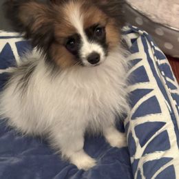 Papillon Puppies from Sapphire Papillons