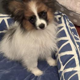 Papillon Puppies from Sapphire Papillons