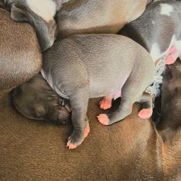 Boy1 - Blue male Italian Greyhound puppy in Brooksville, Florida from Fisher Link