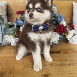 Pomsky and Siberian Husky Puppies from Hemlock Pines Pomsky