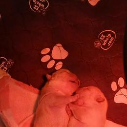 French Bulldog Puppies from Diamond Dreams French Bulldogs