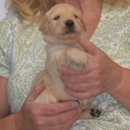 Orange - Golden female Golden Retriever puppy in Webster City, Iowa from Whispering Pines Precious Puppies