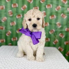 Victory - Purple collar - Cream female Goldendoodle puppy in The Woodlands, Texas from Golden Fields Doodles