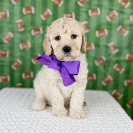 Victory - Purple collar - Cream female Goldendoodle puppy in The Woodlands, Texas from Golden Fields Doodles