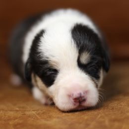 Pembroke Welsh Corgi Puppies from Ayers Acres Corgis