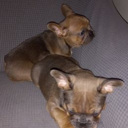 French Bulldog Puppies from Gisclair Farm