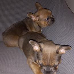 French Bulldog Puppies from Gisclair Farm