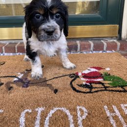 English Springer Spaniel Puppies from Sweet Southern Spaniels