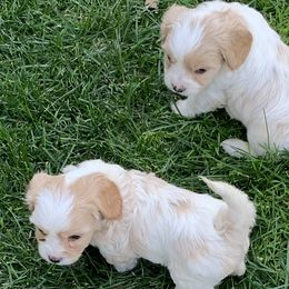 Cavachons and Cavalier King Charles Spaniels from Sarah Hill