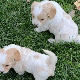 Cavachons and Cavalier King Charles Spaniels from Sarah Hill