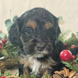 Cockapoo and Goldendoodle Puppies from Jax Doodles